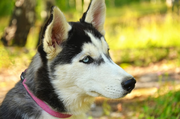 Hondenportret - husky