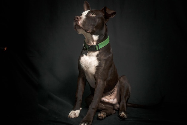 Hondenportret pitbull