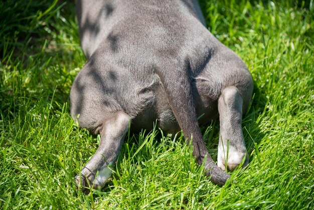 Hondenpoten, achteraanzicht. Lila kleur American Bully puppy hondje liggend op groen gras