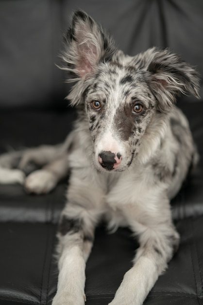 Hondenpuppy Border Collie Merle