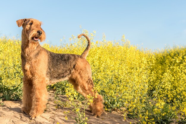 Hondenras airedale terriër op een achtergrond van gele bloemen en blauwe lucht