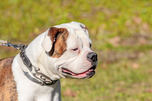 Hondenras american bulldog close-up aangelijnd bij zonnig weer. portret van een hond