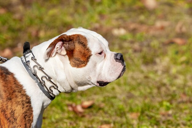 Hondenras American Bulldog close-up aangelijnd bij zonnig weer Portret van een hond