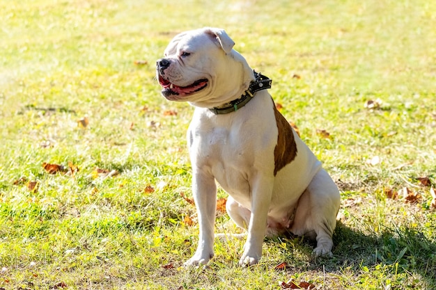 Hondenras American Bulldog close-up in het park bij zonnig weer Portret van een hond