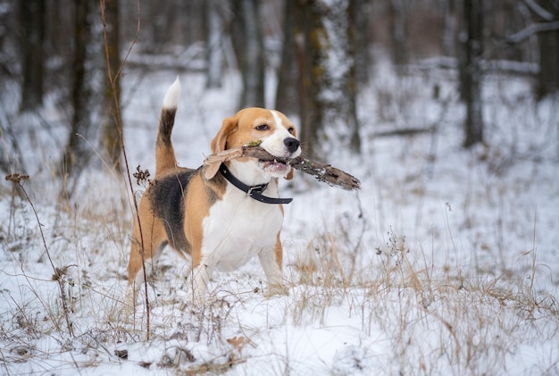 Hondenras Beagle voor een wandeling in de wintersneeuw