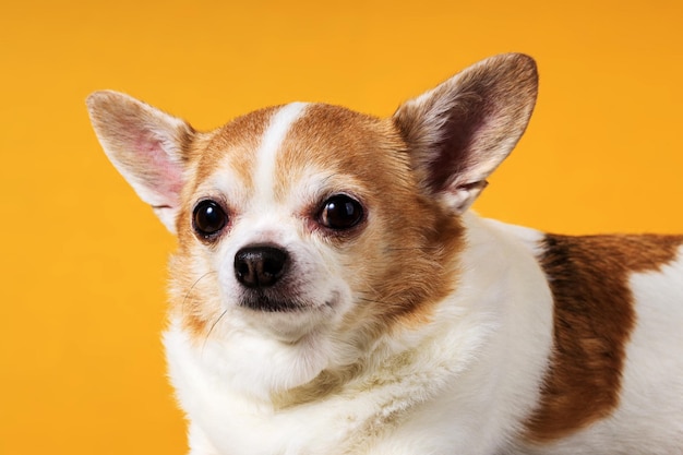 Hondenras chihuahua close-up op een gele achtergrond