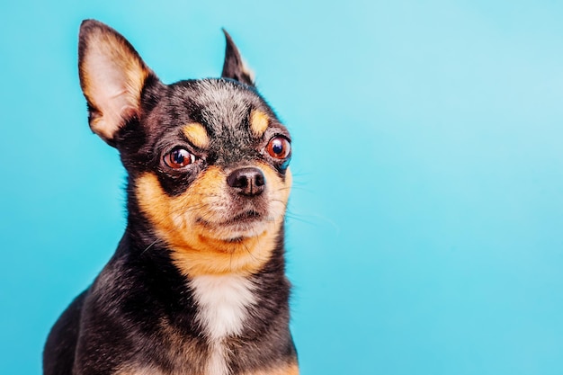 Hondenras Chihuahua zwarte kleur op een blauwe achtergrond Huisdier dier