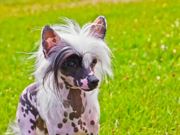 Hondenras Chinese Crested