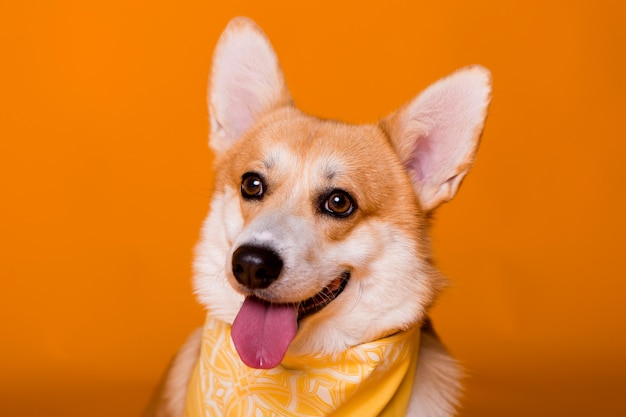 hondenras Corgi in een gele bandana op sinaasappel