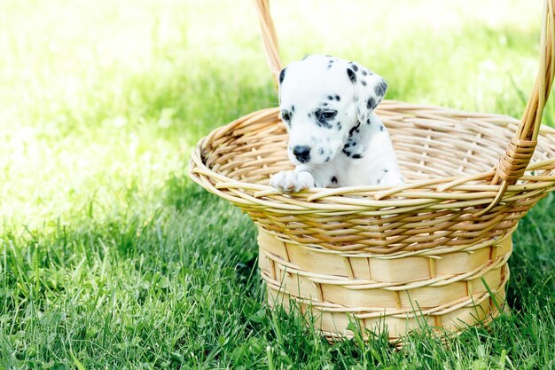 Hondenras Dalmatiër op een weideportret schattige hondpuppy in de zomertijdschattige dalmatische puppy in een mandKopieer ruimte