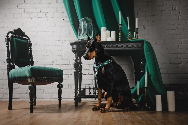 Hondenras dobermann zittend in een prachtig klassiek interieur met gordijnen en kaarsen