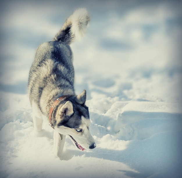 Hondenras Husky in de sneeuw