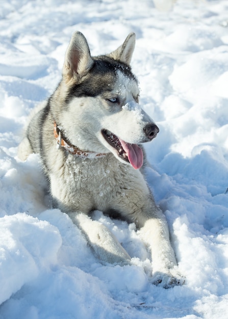 Hondenras Husky in de sneeuw