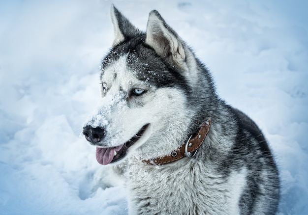 Hondenras Husky in de sneeuw