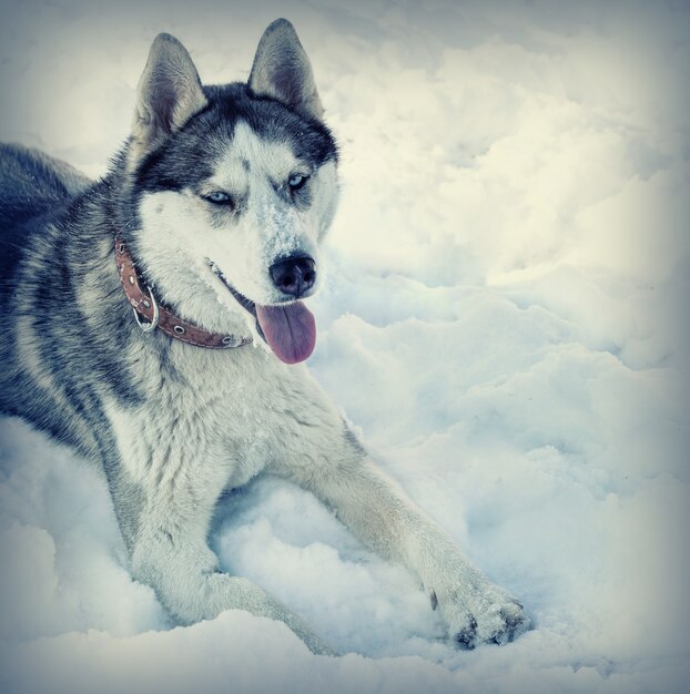 Hondenras Husky in de sneeuw