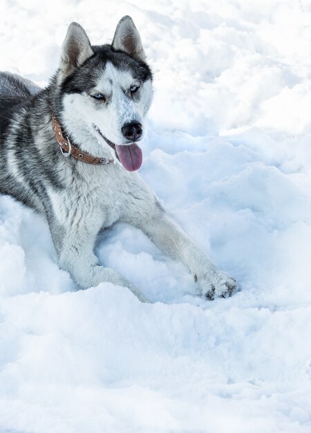 Hondenras Husky in de sneeuw