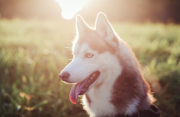 Hondenras husky