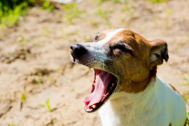 Hondenras Jack Russell Terrier gaapt