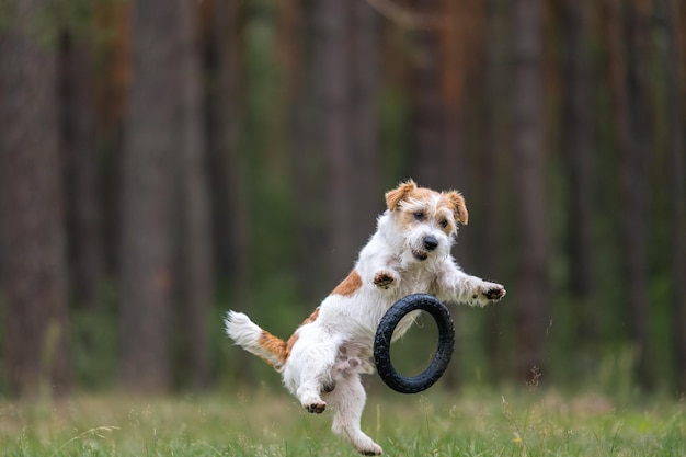 Hondenras Jack Russell Terrier in een rode regenjas draagt in zijn mond een springringspeelgoed in een groen bos