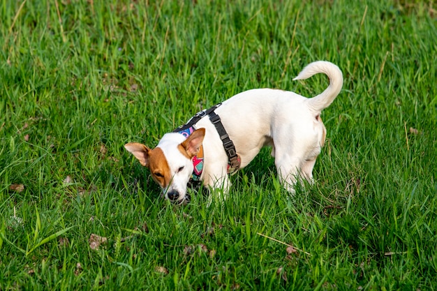 Hondenras Jack Russell Terrier in het bos op groen gras in een kleurrijk harnas, staand, iets in het groene gras vindend en erop kauwend met halfgesloten ogen