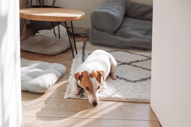 Hondenras jack russell terrier liggend op het tapijt in de kamer