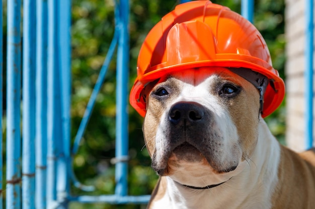 Hondenras pitbullterriër in een oranje bouwhelm achter een blauw hek