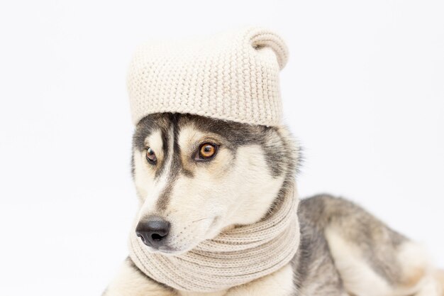 Hondenras Siberische Husky in een witte muts en sjaal geïsoleerd op een witte achtergrond