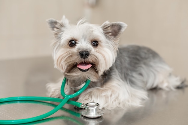 Hondenras yorkshire terriër ligt naast een stethoscoop op een metalen tafel in een dierenkliniek