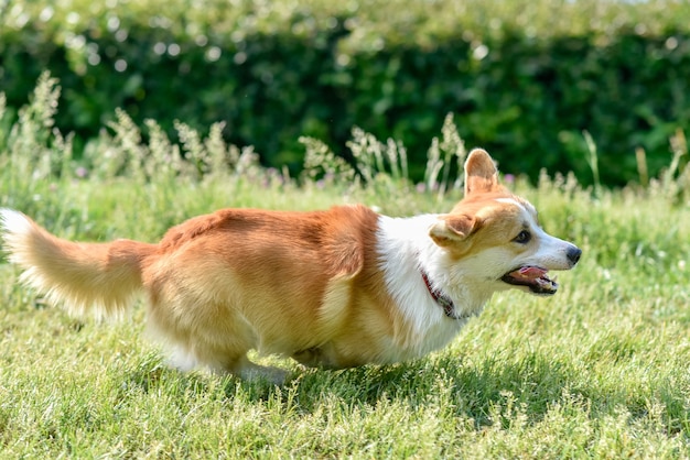 Hondenrassen corgi rent weg tijdens een wandeling