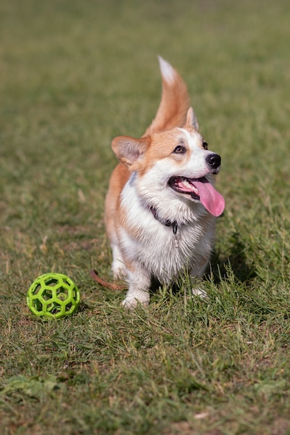 Hondenrassen corgi wandelen op het gazon in de middag met een bal