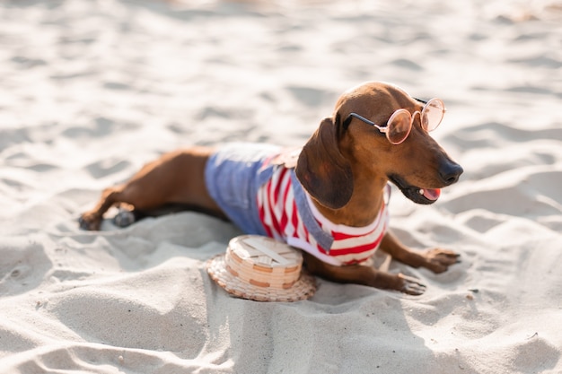 Hondenreiziger blogger bloggertraveler Hond wandelt graag buiten in de frisse lucht