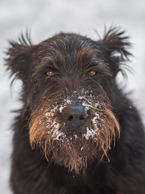 Hondenschnauzer in de verse sneeuw