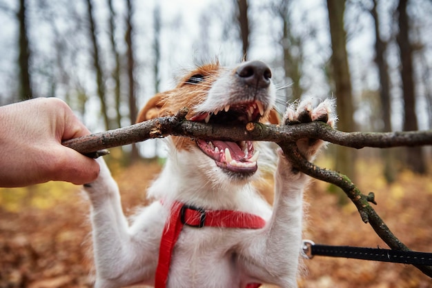 Hondenspel met een tak in het herfstbos