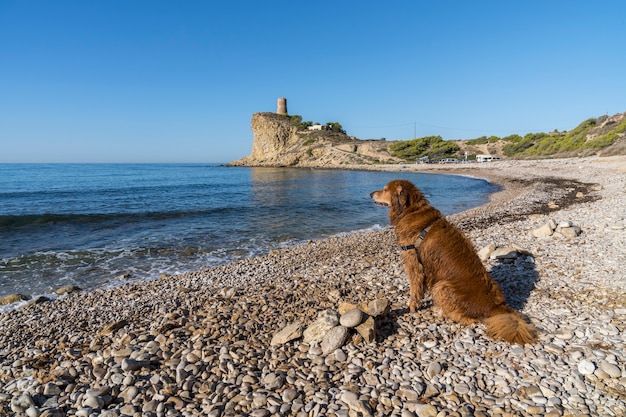 Hondenstrand El Xarco in Villajoyosa met een golden retriever, Alicante, Spanje.