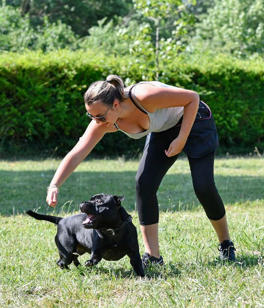 hondentraining voor gehoorzaamheidsdiscipline met een staffie