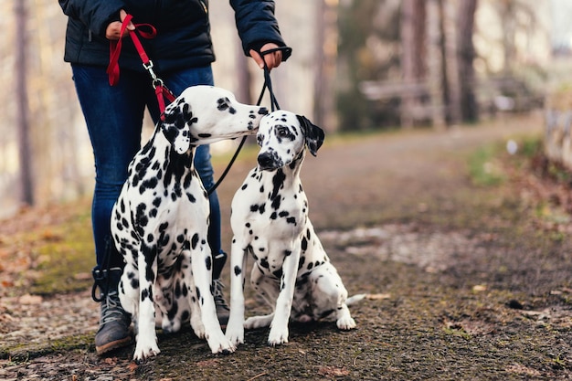 Hondenuitlater met Dalmatische honden genieten in het park.
