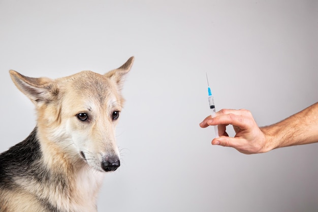 Hondenvaccinatie met een spuit op grijze achtergrond