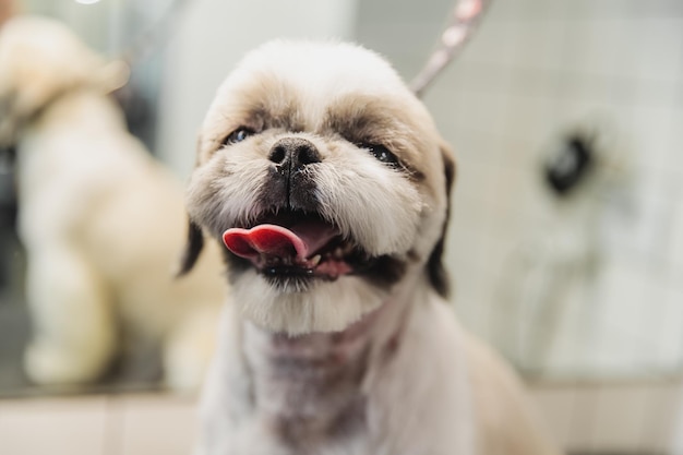 Hondenverzorging Honden trimmen in de salon