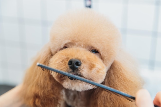 Hondenverzorging Honden trimmen in de salon