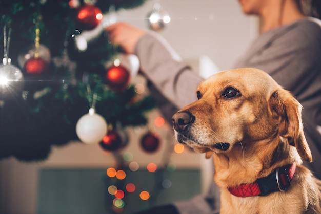 Hondenzitting door de kerstboom