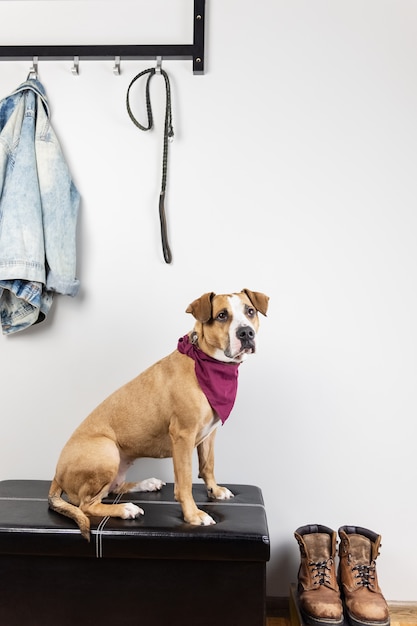 Hondenzitting en wachten op een gang in hal. Staffordshire Terriër puppy in een gang van huis of flat klaar om uit te gaan