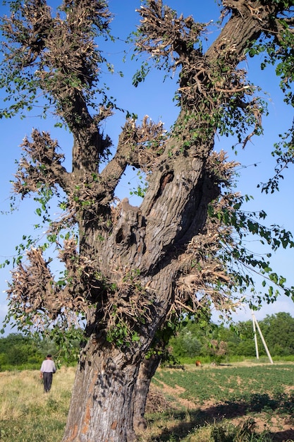 Honderd jaar oude moerbeiboom midden in een dorp