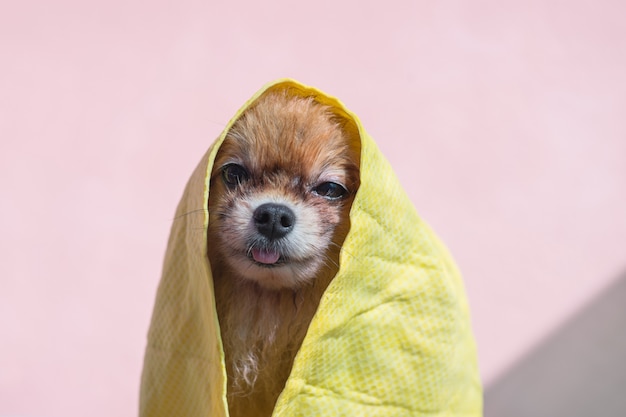 Hondhanddoek na bad en bleef in de handdoek