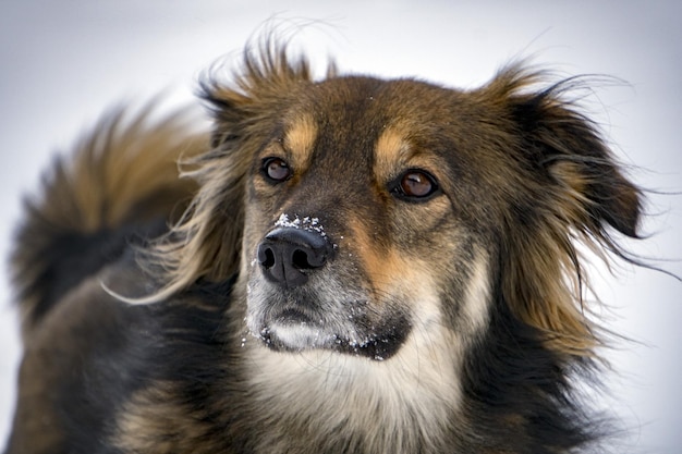 Hondportret op de sneeuwachtergrond