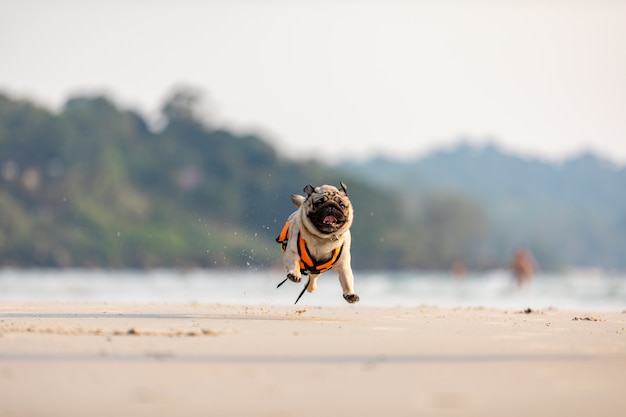 Foto hondpug ras die op het strand met reddingsvest lopen