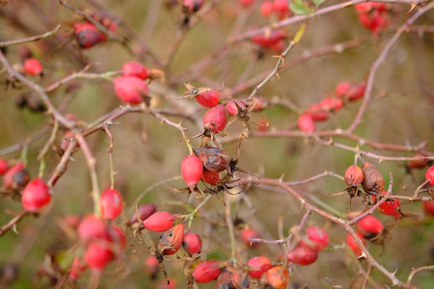 Hondsroos plant en hondsrozenbottels Hondsroos kruid in de herfst