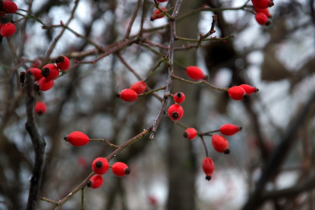 Foto hondsroos vruchten rosa canina in een bos van de karpaten. oekraïne