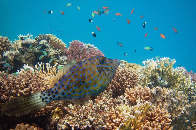 リーフで魚を磨く