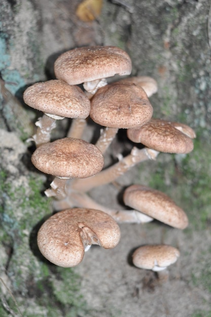 Honey agaric mushroom