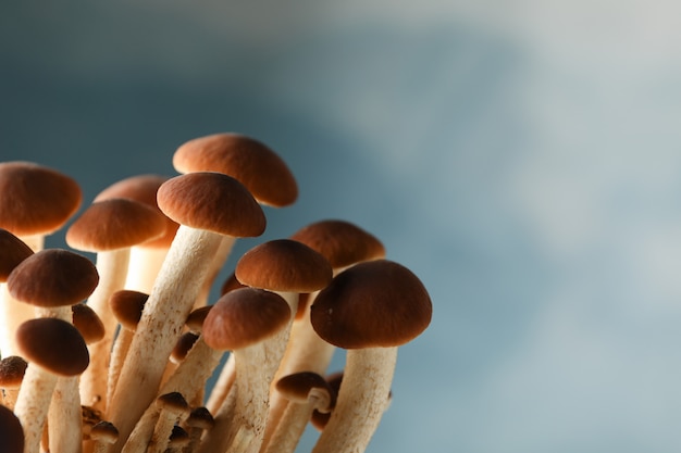 Honey agaric mushrooms on blue, close up